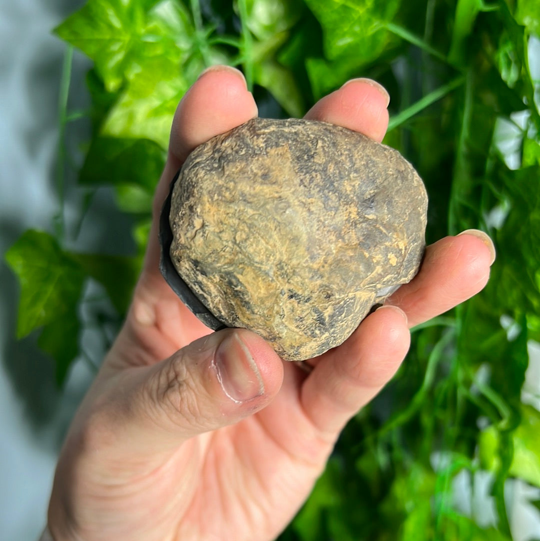Septarian nodule