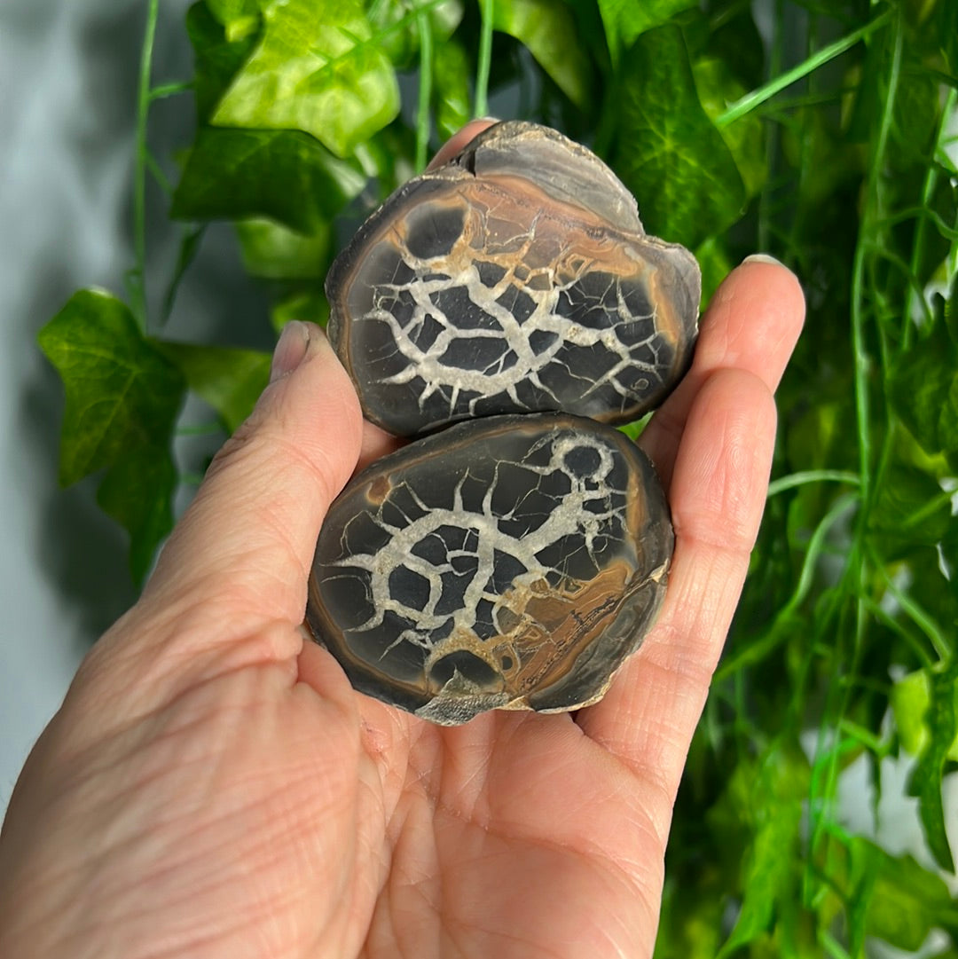 Septarian nodule
