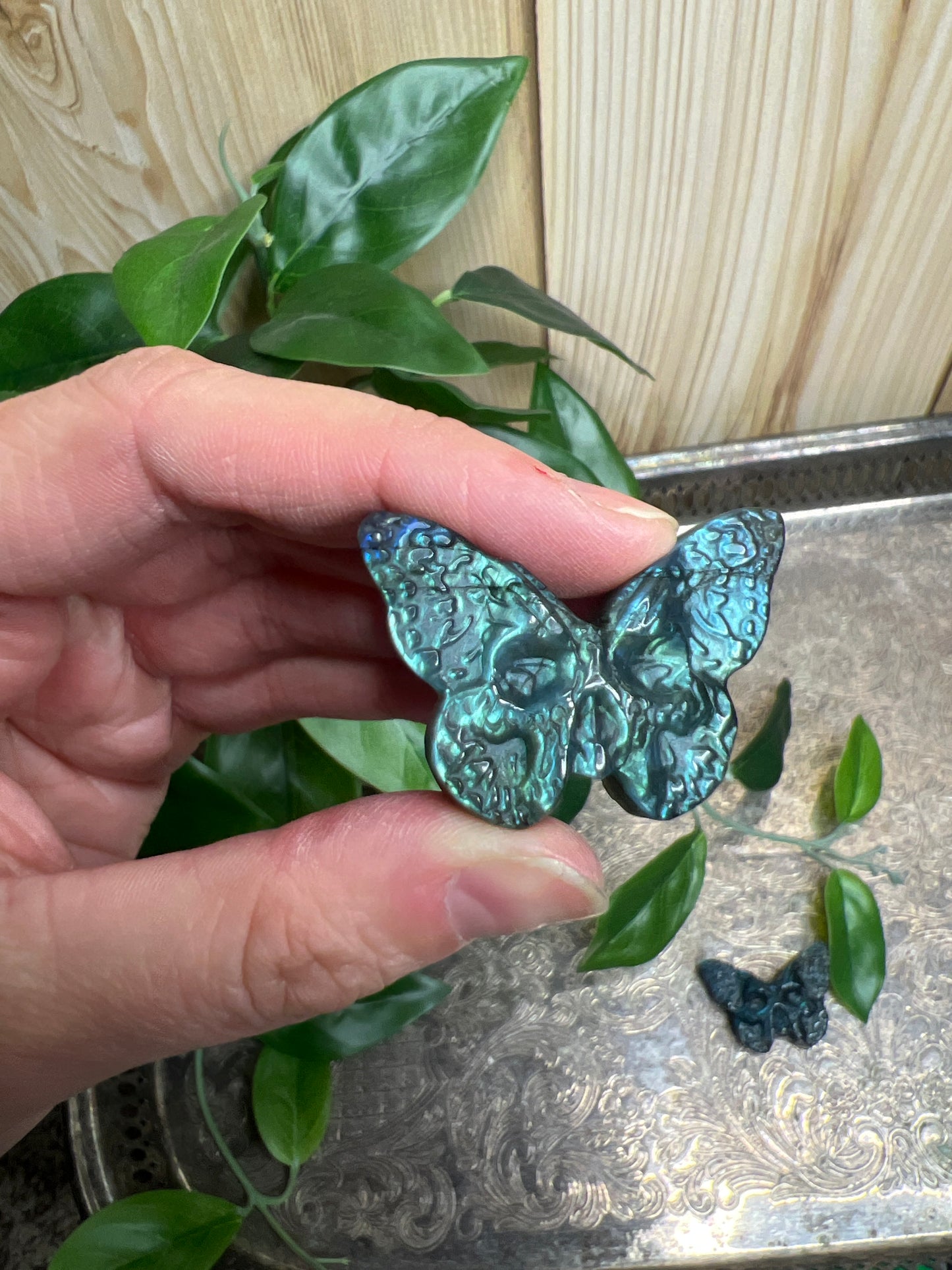 Labradorite Moth - Super flashy