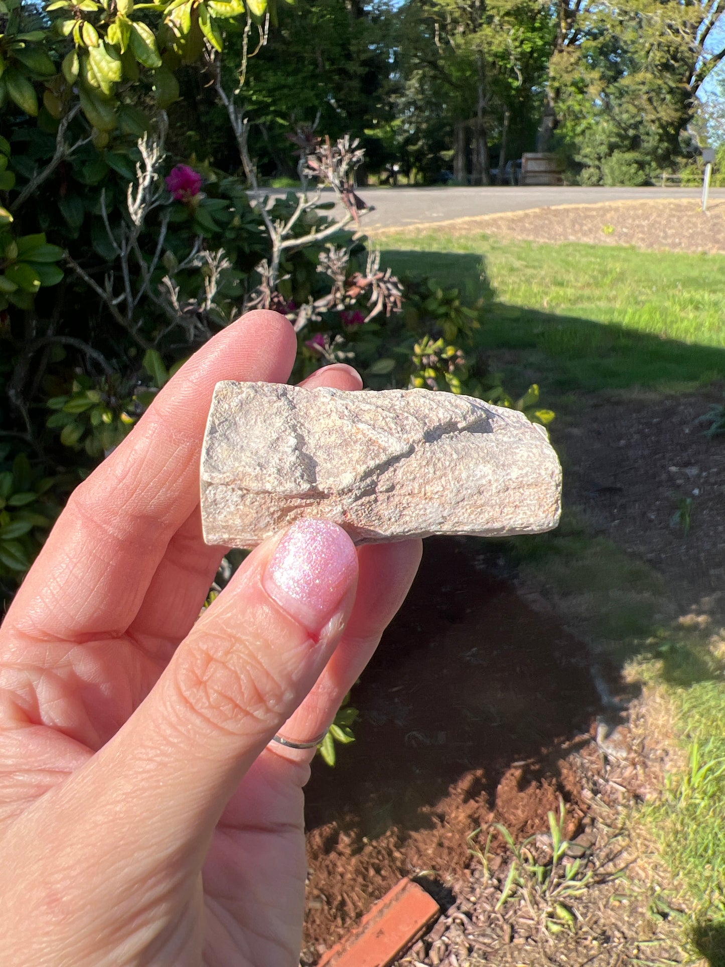 Petrified wood (you choose)