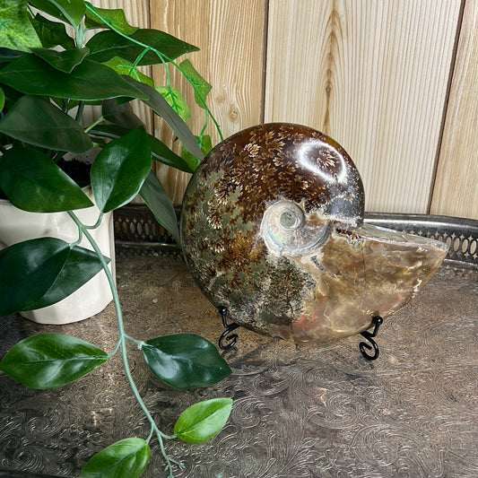 XL Ammonite with Fire red opal flash