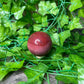 Mookite Sphere (25A)