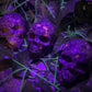 Yooperlite Skull (UV Reactive)