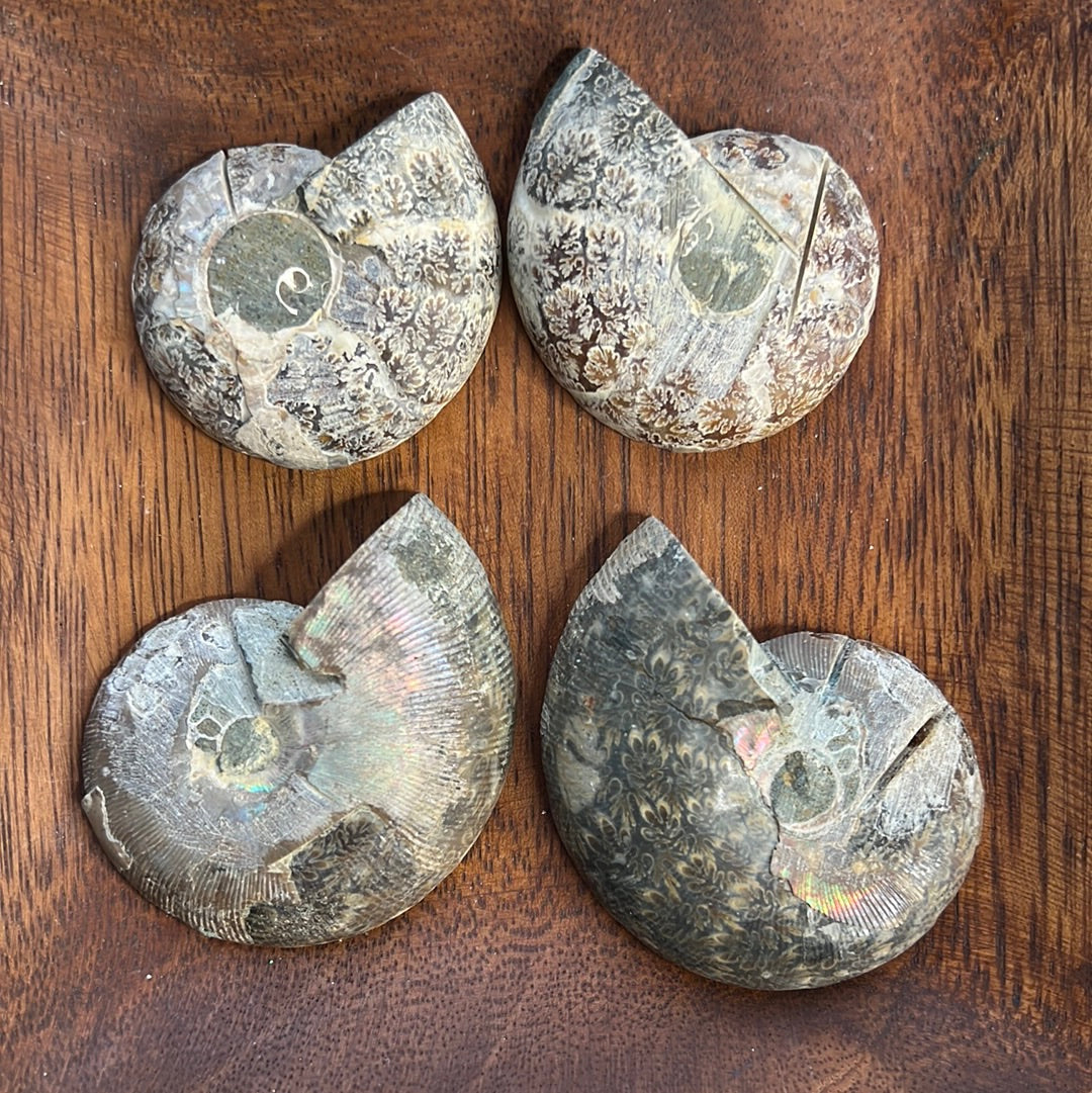Ammonite sliced pair (You choose)