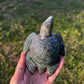 Dark & Moody Moss Agate Sea Turtle | Hand-Carved Crystal Turtle (80)