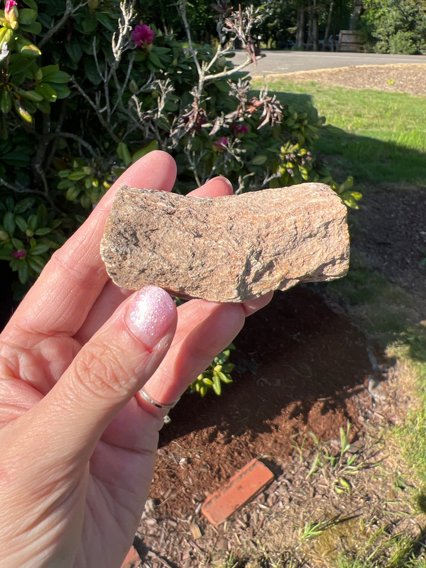 Petrified wood (you choose)