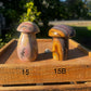Polychrome mushroom (you choose)