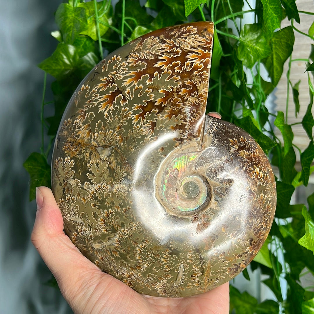 XL Ammonite with Fire red opal flash