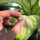 Rhodochrosite Mini Sphere